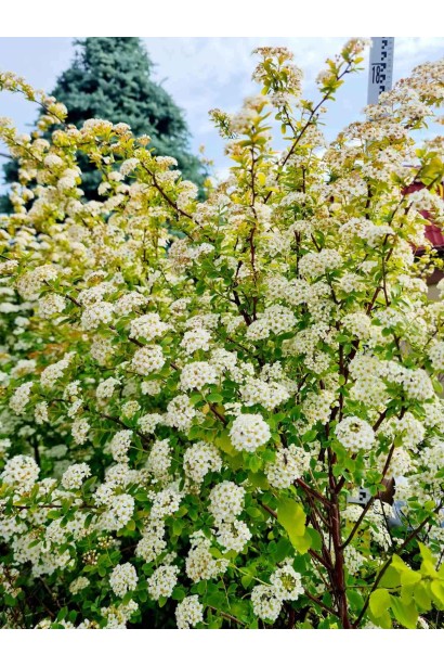 Спирея вангутта Голд Фонтейн - конт80л/вис.180-200см/Ø120-140см